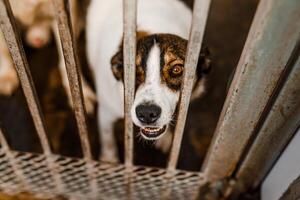 A sorrowful stray dog sits in a grimy cage in the shelter, looking pitiful photo