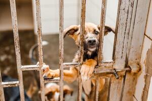 A sad stray dog sits in a dirty cage at the shelter, looking forlorn photo