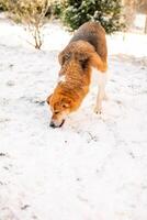 old, homeless dog with a white and orange coat is searching for cover on the frigid streets this winter photo