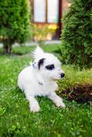 A very fluffy young homeless white dog with dark spots is napping on the lush green grass in the summer photo