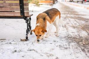 old, homeless dog with a white and orange coat is searching for cover on the frigid streets this winter photo