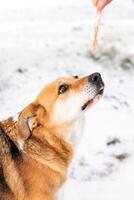 A miserable stray dog in the bitter winter cold is looking for love and attention from a kind person on the street photo