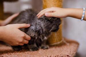 An unhappy ill cat sits in the shelter, looking pitiful and longing for a home photo