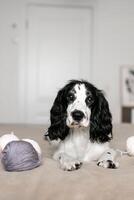 Sweet Spaniel Puppy Enjoys Playtime with Wool Balls on Comfy Bed photo
