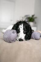 Sweet Spaniel Puppy Enjoys Playtime with Wool Balls on Comfy Bed photo