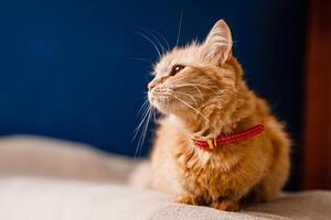 Scared ginger cat with a collar sitting on the couch photo
