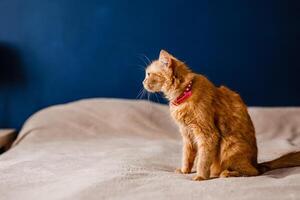 Scared ginger cat with a collar sitting on the couch photo