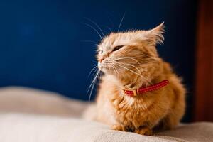 Scared ginger cat with a collar sitting on the couch photo
