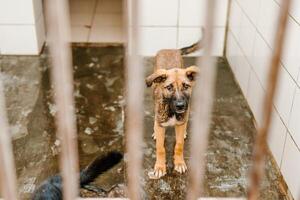 A miserable stray dog is sitting in a soiled cage at the shelter, staring sadly photo