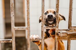 An unfortunate homeless dog stays in a dirty crate at the shelter, watching sadly photo