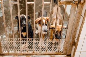 A miserable stray dog is sitting in a soiled cage at the shelter, staring sadly photo