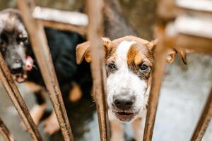 An unhappy homeless dog is in a filthy kennel at the shelter, gazing mournfully photo