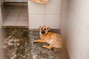 An unfortunate homeless dog stays in a dirty crate at the shelter, watching sadly photo