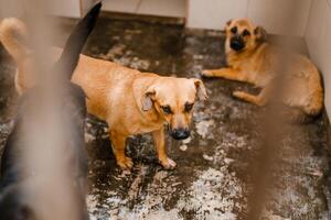 A sorrowful stray dog sits in a grimy cage in the shelter, looking pitiful photo