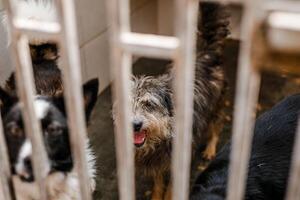 A sorrowful stray dog sits in a grimy cage in the shelter, looking pitiful photo
