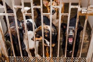 A sad stray dog sits in a dirty cage at the shelter, looking forlorn photo