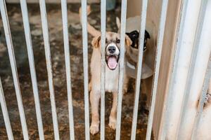A miserable stray dog is sitting in a soiled cage at the shelter, staring sadly photo