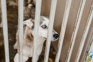 An unhappy homeless dog is in a filthy kennel at the shelter, gazing mournfully photo