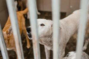 An unfortunate homeless dog stays in a dirty crate at the shelter, watching sadly photo