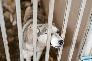 A miserable stray dog is sitting in a soiled cage at the shelter, staring sadly photo