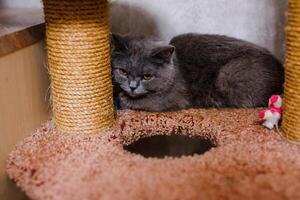 An unhappy ill cat sits in the shelter, looking pitiful and longing for a home photo