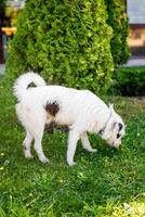 A very fluffy young homeless white dog with dark spots is napping on the lush green grass in the summer photo