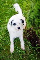 A homeless young fluffy white dog with black spots is resting on the green lawn in summer photo
