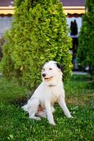 A very fluffy young homeless white dog with dark spots is napping on the lush green grass in the summer photo