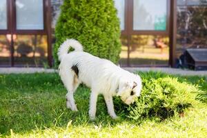 A very fluffy young homeless white dog with dark spots is napping on the lush green grass in the summer photo