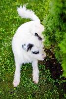 An extremely fluffy young stray white dog with black patches is lounging on a summer green lawn photo