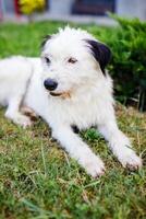 A homeless young fluffy white dog with black spots is resting on the green lawn in summer photo