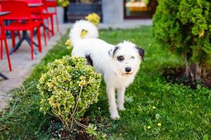An extremely fluffy young stray white dog with black patches is lounging on a summer green lawn photo