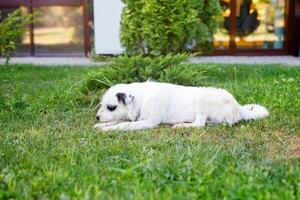 A homeless young fluffy white dog with black spots is resting on the green lawn in summer photo