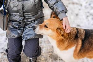 A miserable stray dog in the bitter winter cold is looking for love and attention from a kind person on the street photo