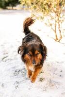 A homeless fluffy dog with black and red fur and lovely fluffy ears wanders the streets during the harsh winter freeze photo