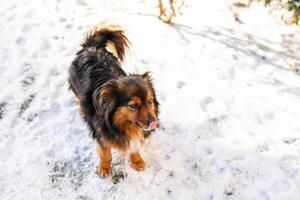 A homeless fluffy black-and-orange dog with beautiful furry ears wanders the streets in the severe winter frost photo