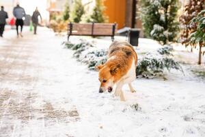 A homeless, large white-and-tan old dog on the street in the harsh winter cold is searching for shelter photo
