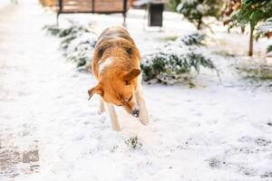 old, homeless dog with a white and orange coat is searching for cover on the frigid streets this winter photo