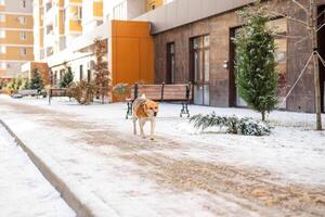 A homeless, large white-and-tan old dog on the street in the harsh winter cold is searching for shelter photo