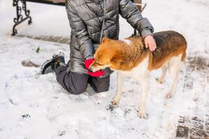 A miserable stray dog in the bitter winter cold is looking for love and attention from a kind person on the street photo