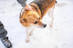 A miserable stray dog in the bitter winter cold is looking for love and attention from a kind person on the street photo