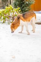 A homeless, large white-and-tan old dog on the street in the harsh winter cold is searching for shelter photo