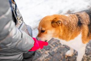A miserable stray dog in the bitter winter cold is looking for love and attention from a kind person on the street photo