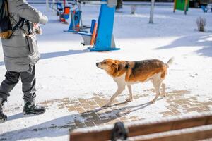 A miserable stray dog in the bitter winter cold is looking for love and attention from a kind person on the street photo