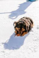 A homeless fluffy black-and-orange dog with beautiful furry ears wanders the streets in the severe winter frost photo
