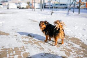 A fluffy black-and-tan stray dog with beautiful fuzzy ears walks down the street in the winter cold photo