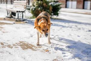 old, homeless dog with a white and orange coat is searching for cover on the frigid streets this winter photo