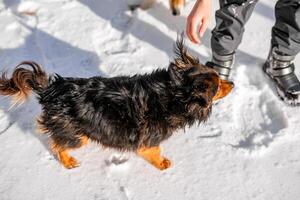 A homeless, sad dog on the street in the winter cold is seeking affection and care from a passerby photo