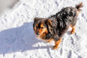 A fluffy black-and-tan stray dog with beautiful fuzzy ears walks down the street in the winter cold photo
