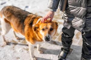 A miserable stray dog in the bitter winter cold is looking for love and attention from a kind person on the street photo